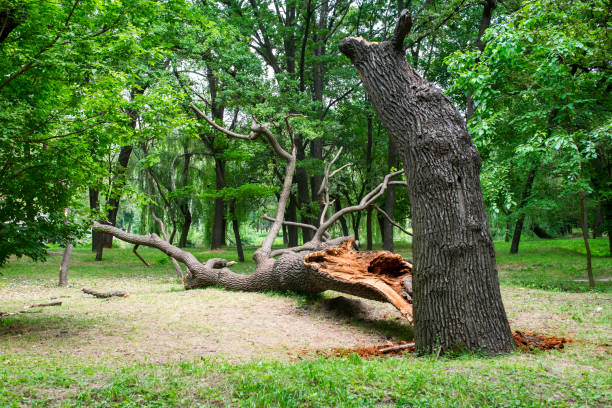 How Our Tree Care Process Works  in  Akron, PA