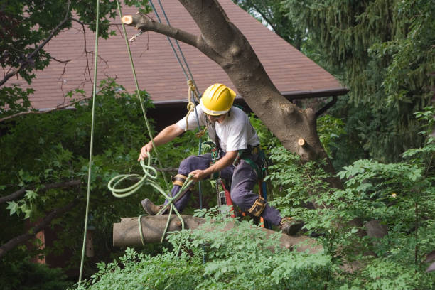 Trusted Akron, PA Tree Care Experts